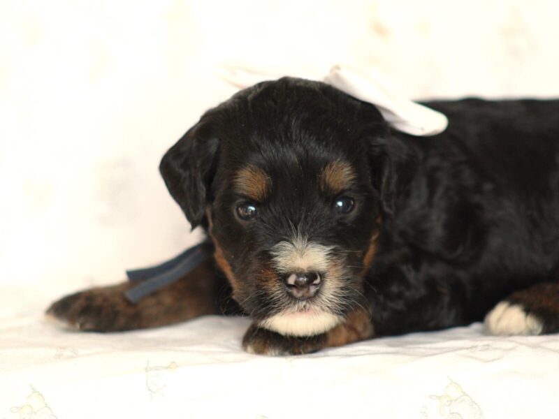Andre, a tri-colored Mini Bernedoodle puppy in Kentucky.