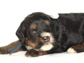 Andre at Thomas Ridge Kennels