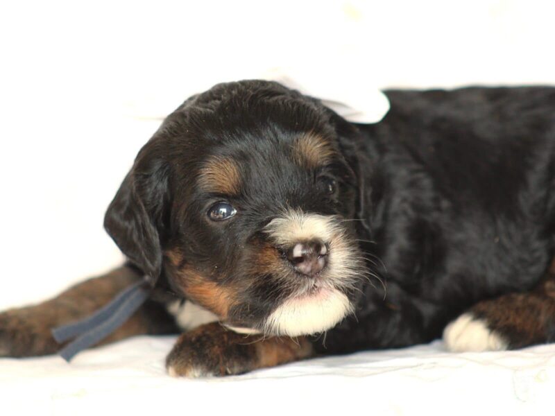 Andre, a tri-colored Mini Bernedoodle puppy in Kentucky.