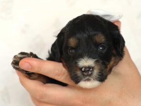 Andre at Thomas Ridge Kennels