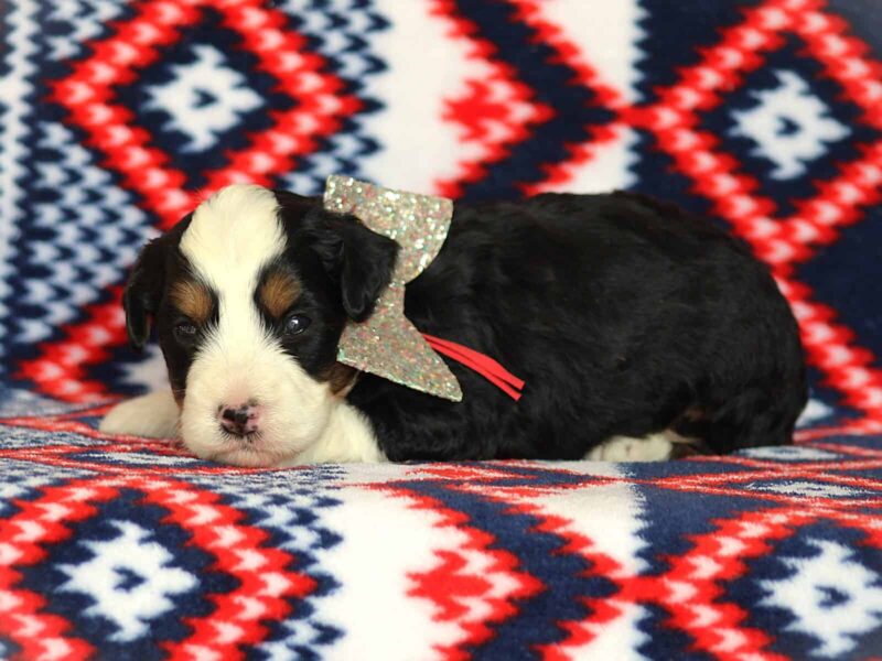 Andrew, a tri-colored Mini Bernedoodle puppy in Kentucky.