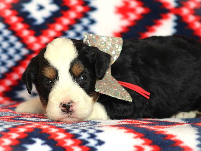 Andrew, a tri-colored Mini Bernedoodle puppy in Kentucky.