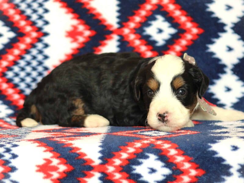 Andrew, a tri-colored Mini Bernedoodle puppy in Kentucky.