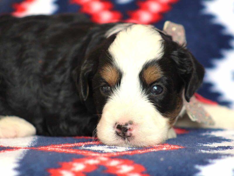 Andrew, a tri-colored Mini Bernedoodle puppy in Kentucky.