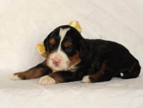 Ashland at Thomas Ridge Kennels