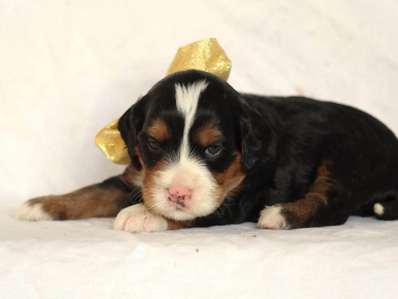 Ashland, a tri-colored Mini Bernedoodle puppy in Kentucky.