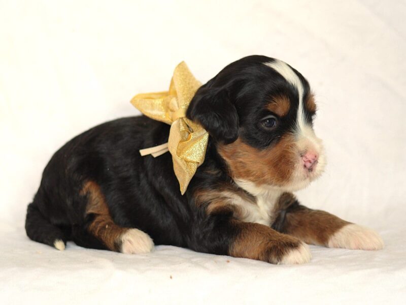 Ashland, a tri-colored Mini Bernedoodle puppy in Kentucky.