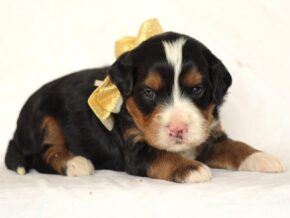Ashland at Thomas Ridge Kennels