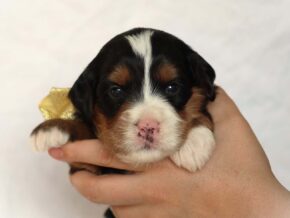 Ashland at Thomas Ridge Kennels