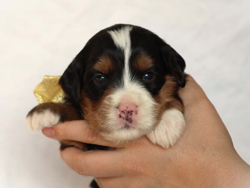 Ashland, a tri-colored Mini Bernedoodle puppy in Kentucky.