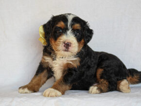 Ashland at Thomas Ridge Kennels