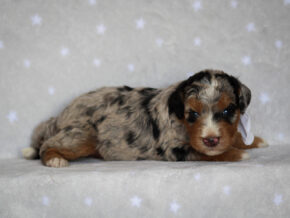 Zaylor at Thomas Ridge Kennels