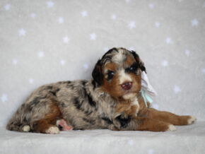 Zaylor at Thomas Ridge Kennels