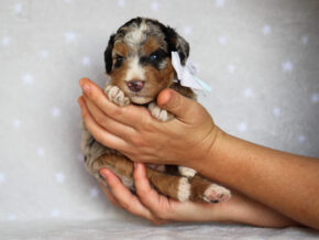 Zaylor at Thomas Ridge Kennels