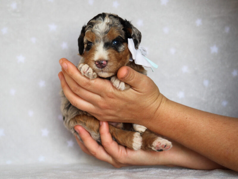 Zaylor, a blue merle Mini Bernedoodle puppy in Kentucky.