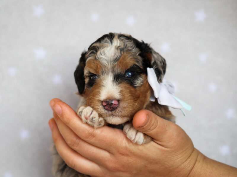 Zaylor, a blue merle Mini Bernedoodle puppy in Kentucky.