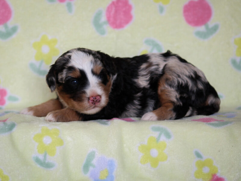 Zelya, a blue merle Mini Bernedoodle puppy in Kentucky.