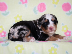 Zelya at Thomas Ridge Kennels