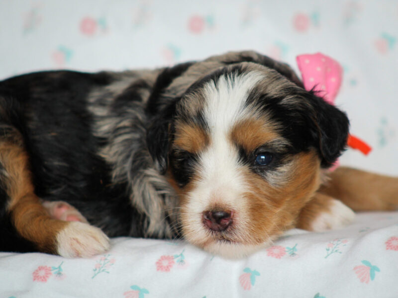 Zinni, a blue merle Mini Bernedoodle puppy in Kentucky.