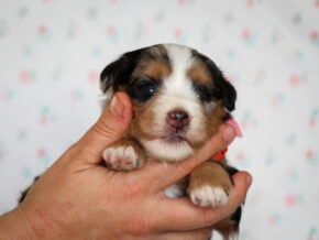 Zinni at Thomas Ridge Kennels