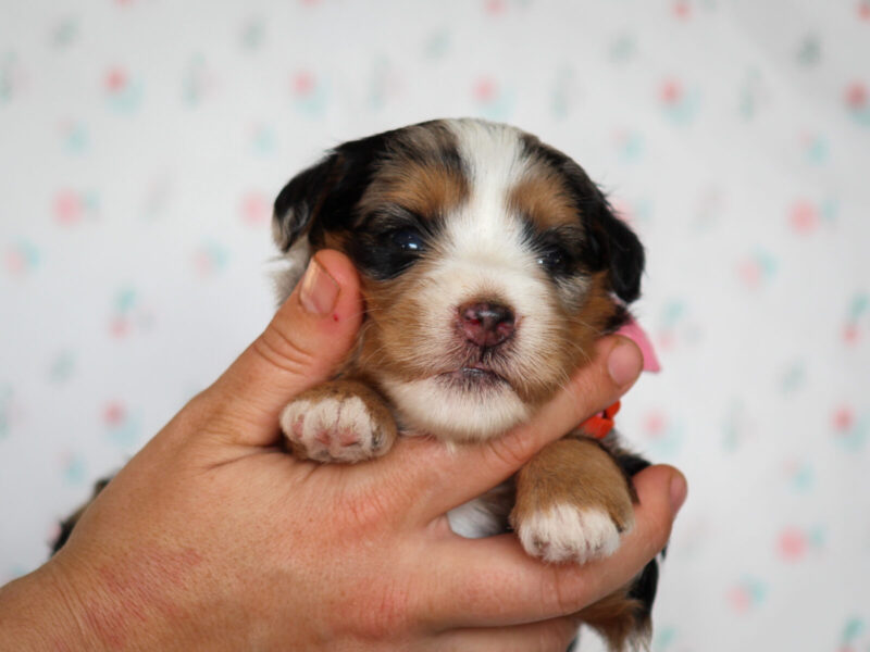 Zinni, a blue merle Mini Bernedoodle puppy in Kentucky.
