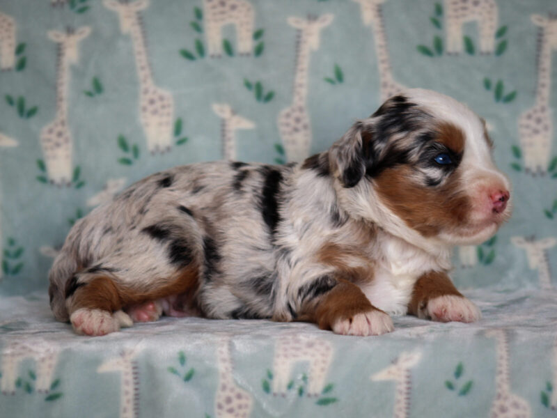 Zip, a blue merle Mini Bernedoodle puppy in Kentucky.