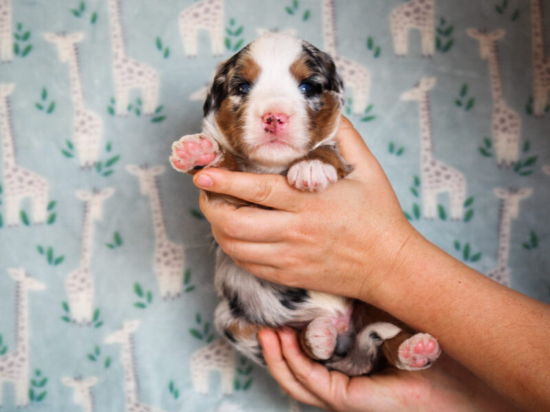 Zip, a blue merle Mini Bernedoodle puppy in Kentucky.