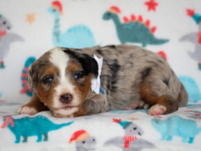 Zyler at Thomas Ridge Kennels