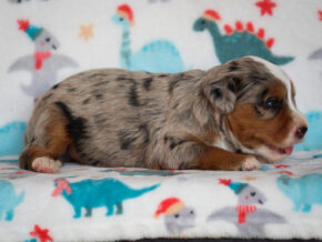 Zyler at Thomas Ridge Kennels