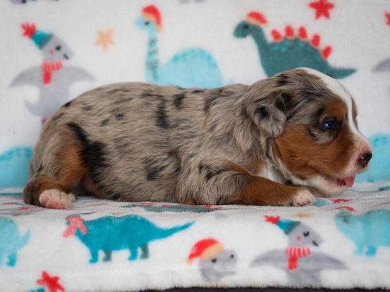 Zyler, a blue merle Mini Bernedoodle puppy in Kentucky.