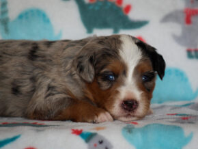 Zyler at Thomas Ridge Kennels