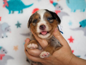 Zyler at Thomas Ridge Kennels