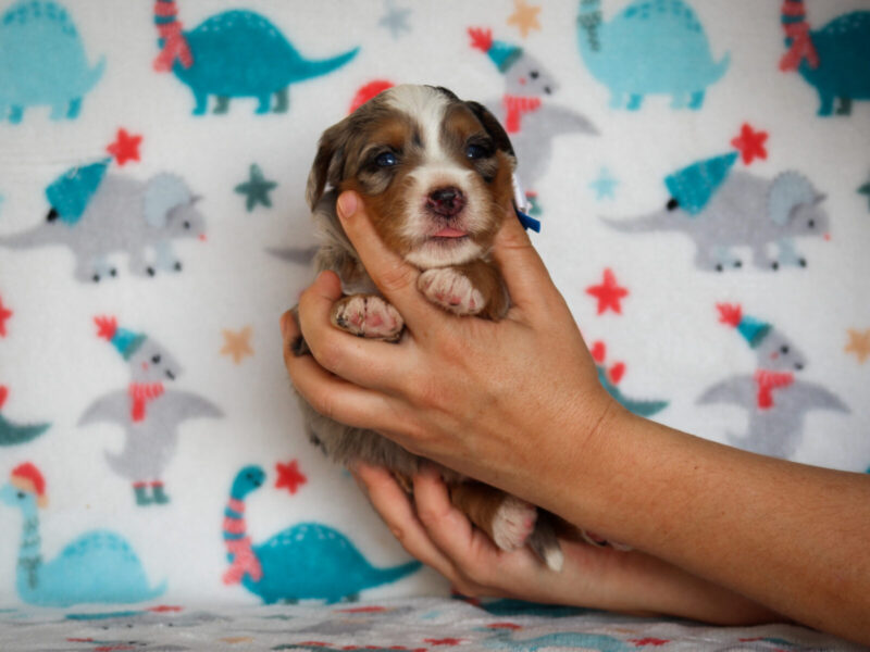 Zyler, a blue merle Mini Bernedoodle puppy in Kentucky.