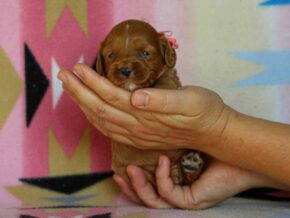 Jennica at Thomas Ridge Kennels