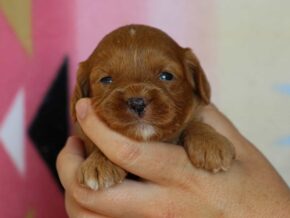 Jennica at Thomas Ridge Kennels