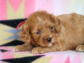 Jennica at Thomas Ridge Kennels
