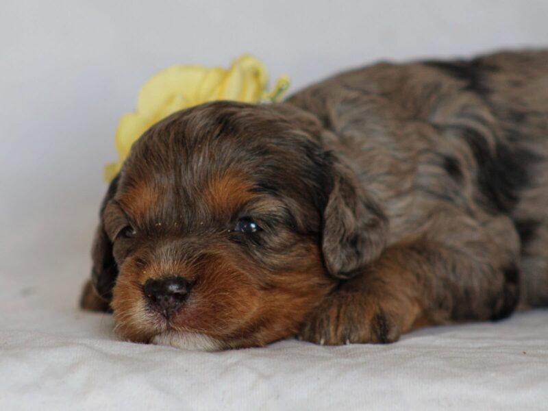 Jessy, a blue merle Mini Cavapoo puppy in Kentucky.