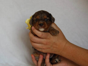 Jessy at Thomas Ridge Kennels