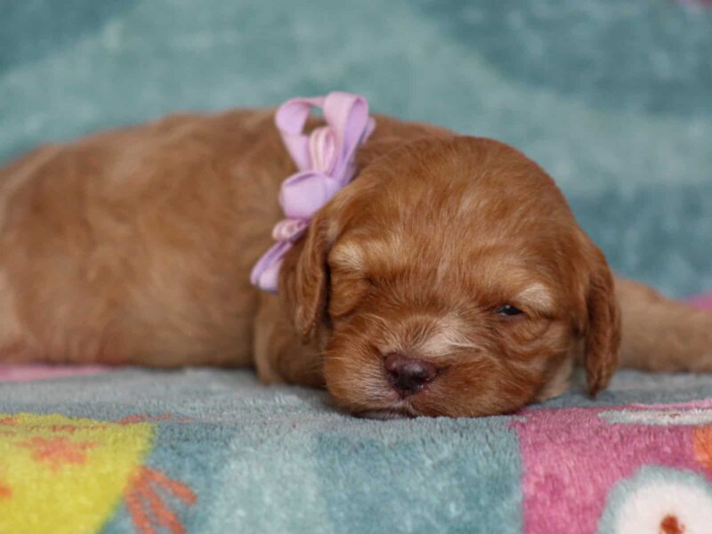 Jillian, a red Mini Cavapoo puppy in Kentucky.