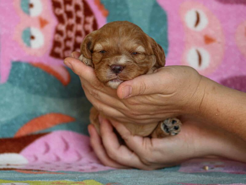Jillian, a red Mini Cavapoo puppy in Kentucky.