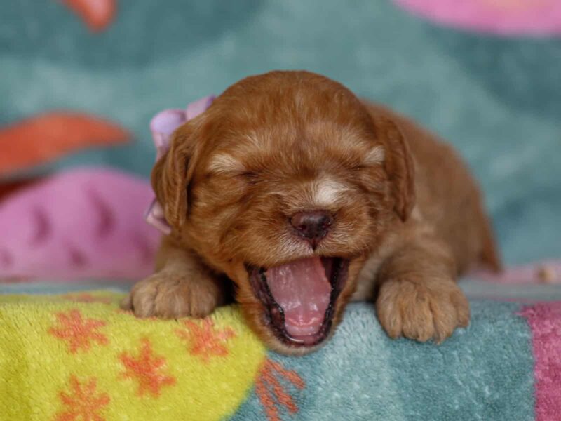 Jillian, a red Mini Cavapoo puppy in Kentucky.