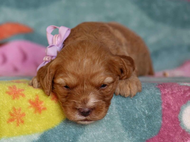 Jillian, a red Mini Cavapoo puppy in Kentucky.