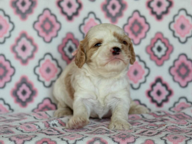 Joey, a red & white Mini Cavapoo puppy in Kentucky.