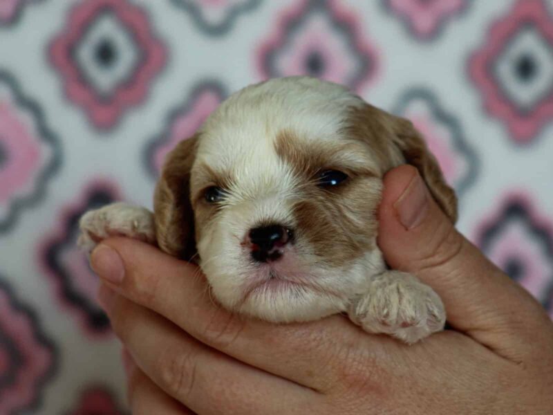 Joey, a red & white Mini Cavapoo puppy in Kentucky.