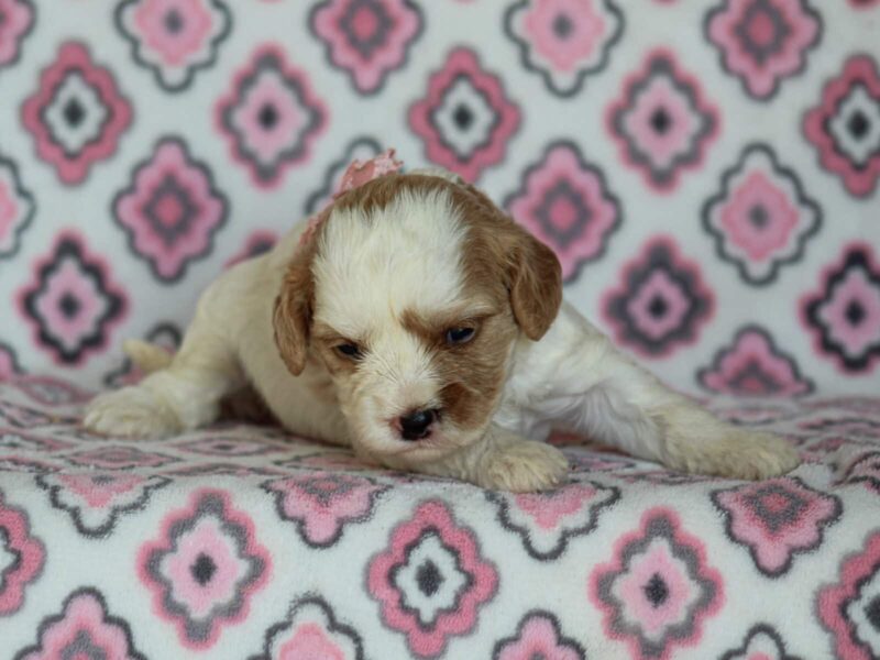 Joey, a red & white Mini Cavapoo puppy in Kentucky.
