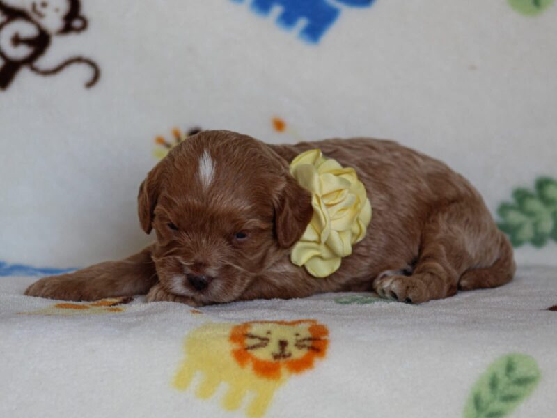 Julie, a red Mini Cavapoo puppy in Kentucky.