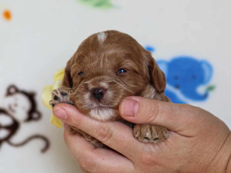 Julie, a red Mini Cavapoo puppy in Kentucky.